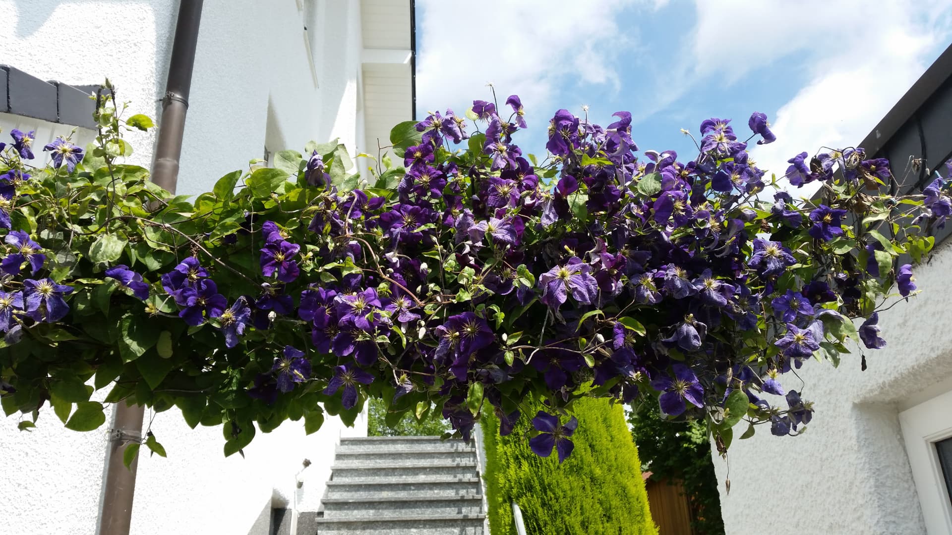 Blühende Clematis am Treppenaufgang